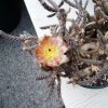 Pterocactus_2